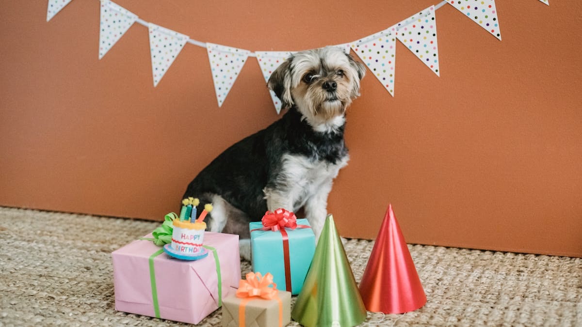 Sahibiyle birlikte oturan köpek — dijital pet bakımı