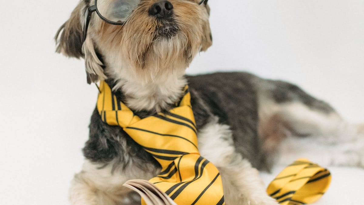 Bekleyen köpek — kayıp pet arama