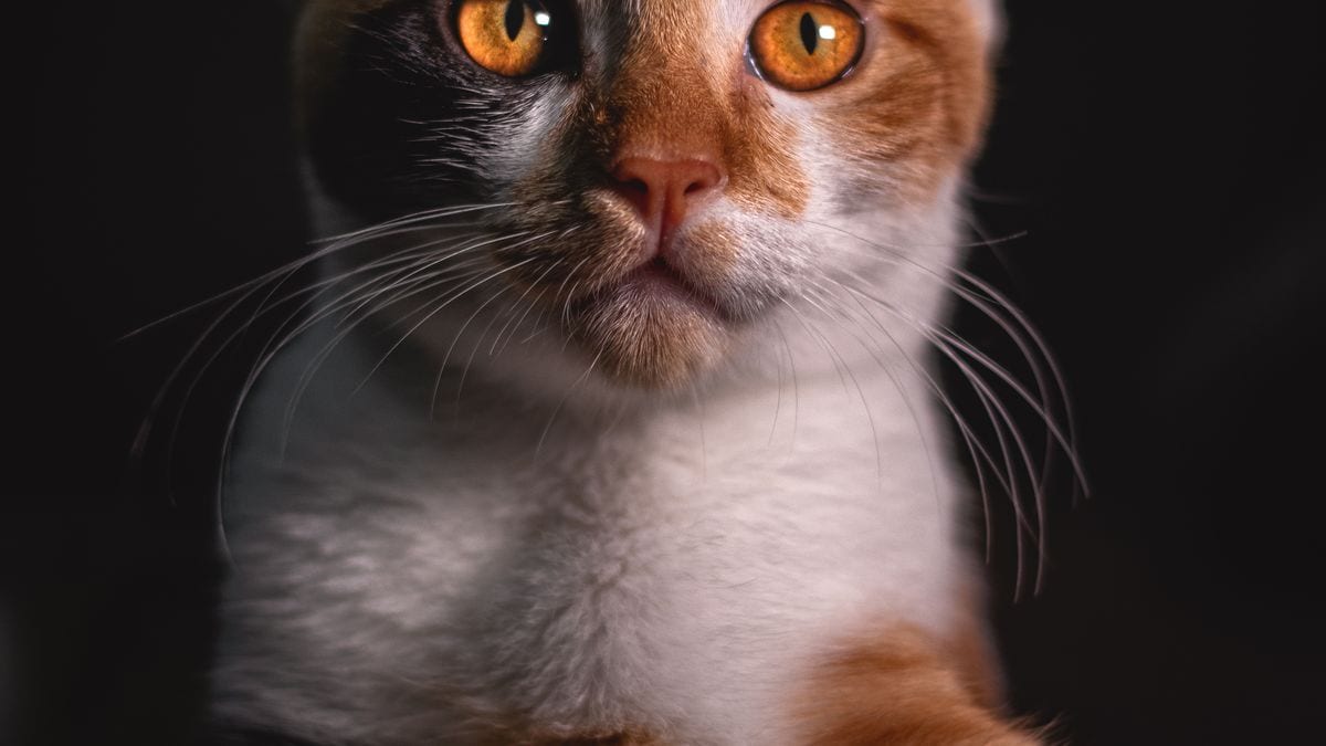 Tasmalı köpek dışarıda — kimlik ve acil bilgi